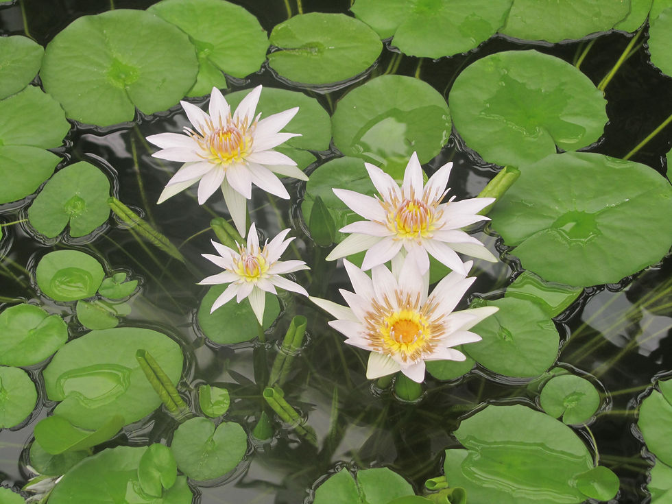 Nymphaea capensis var. zanzibarensis 'Aurea'