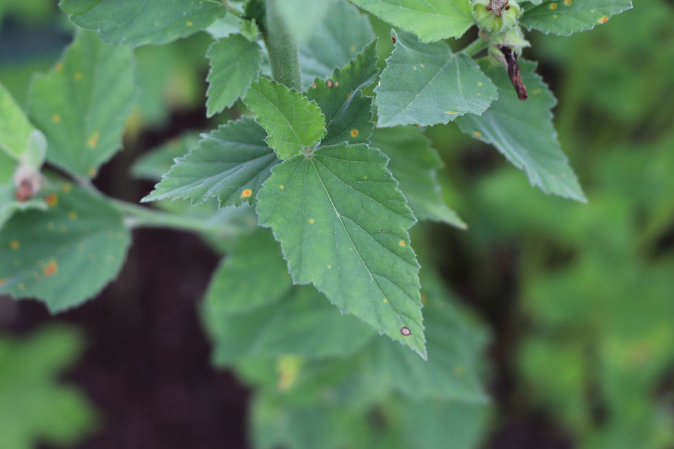 Althaea officinalis