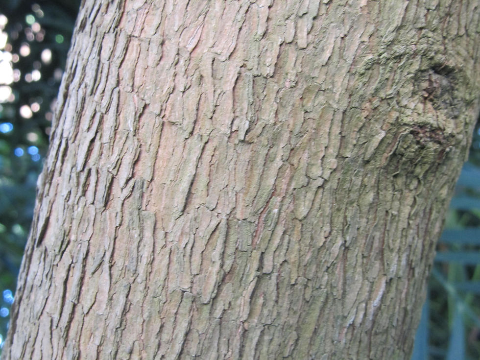 Pleroma granulosum