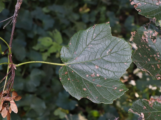 IMG_2203 (Populus tremuloides).jpg