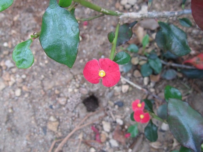 IMG_2203 (Populus tremuloides).jpg