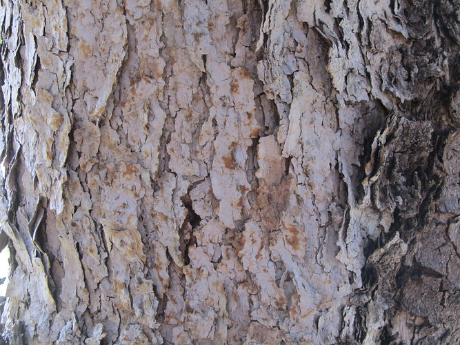 IMG_2203 (Populus tremuloides).jpg