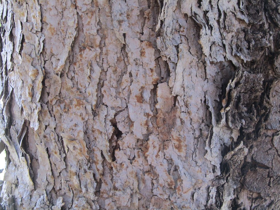 Rhus ovata