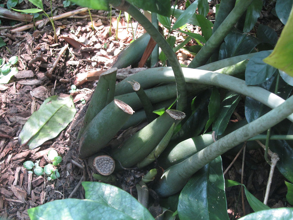 Zamioculcas zamiifolia