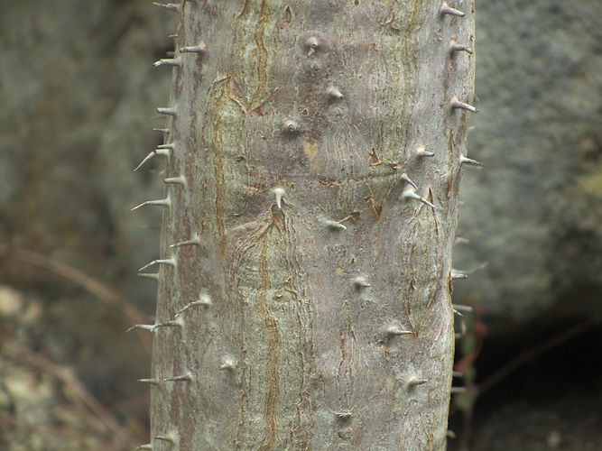 IMG_2203 (Populus tremuloides).jpg
