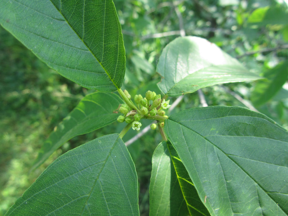 Frangula caroliniana