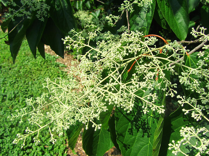 IMG_2203 (Populus tremuloides).jpg