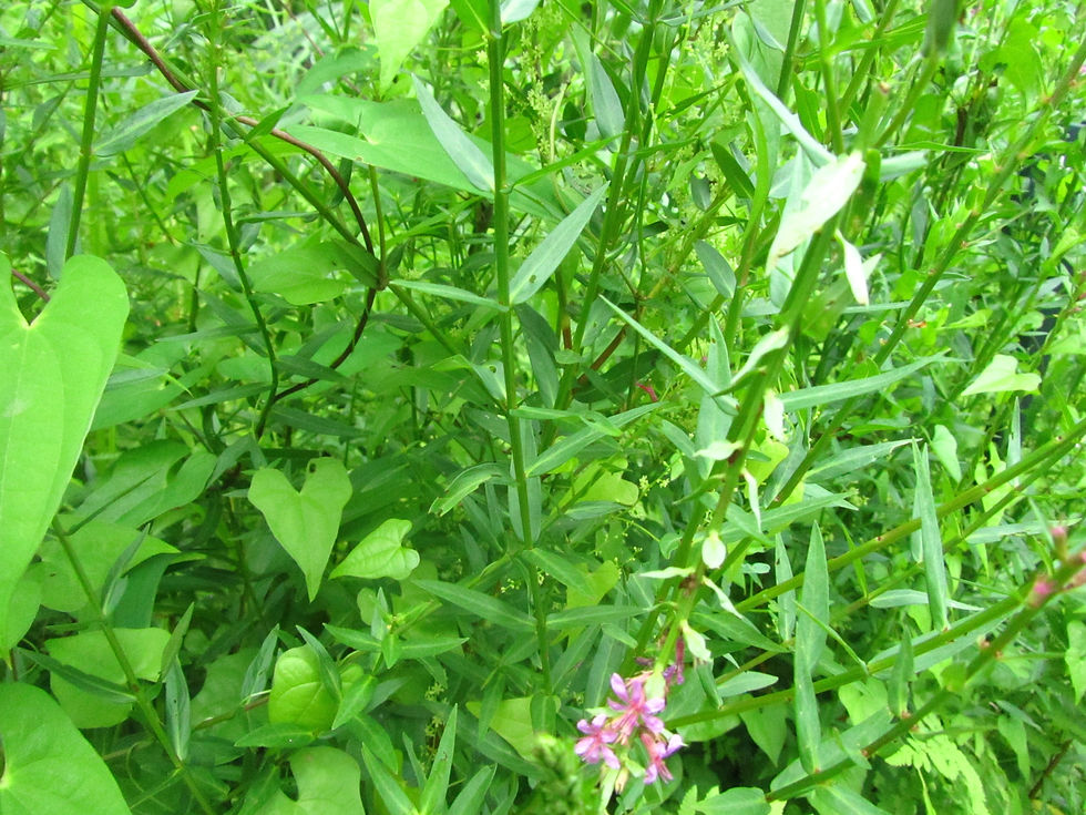 Lythrum salicaria