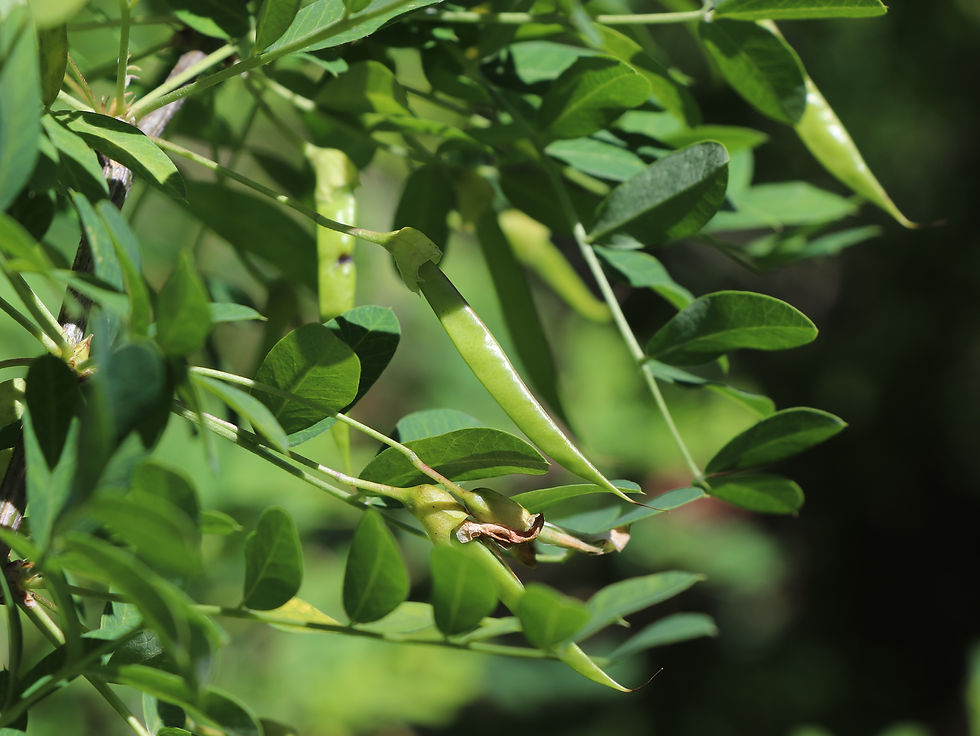 Caragana microphylla