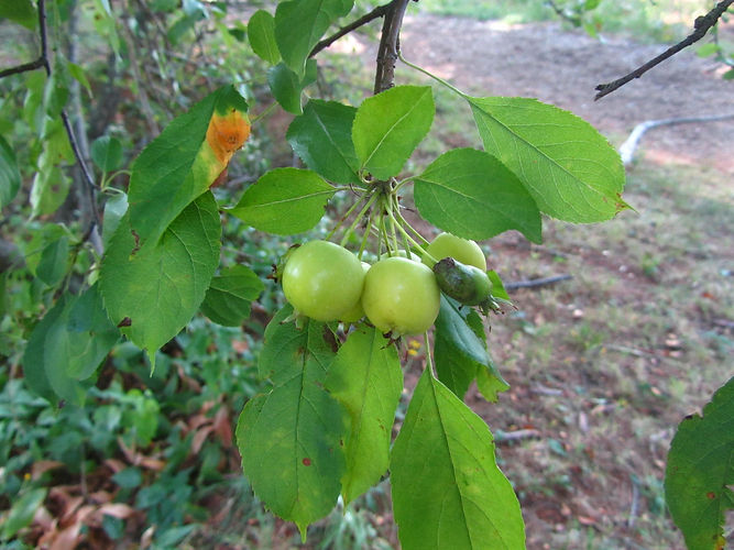 IMG_2203 (Populus tremuloides).jpg