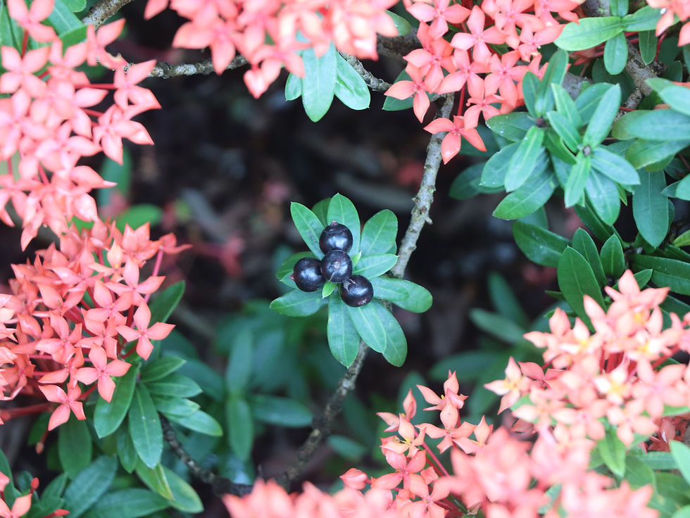 Ixora chinensis