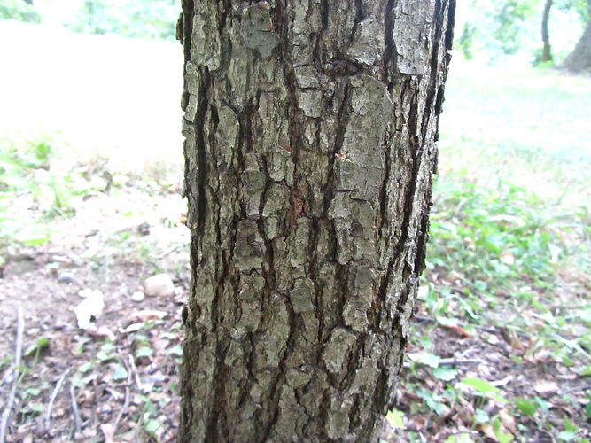 IMG_2203 (Populus tremuloides).jpg