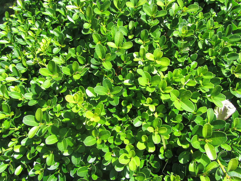 Buxus microphylla 'Morris Dwarf'