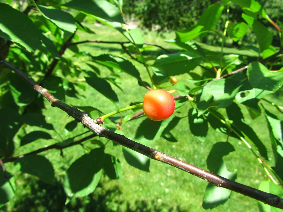 Prunus cerasus 'Montmorency'