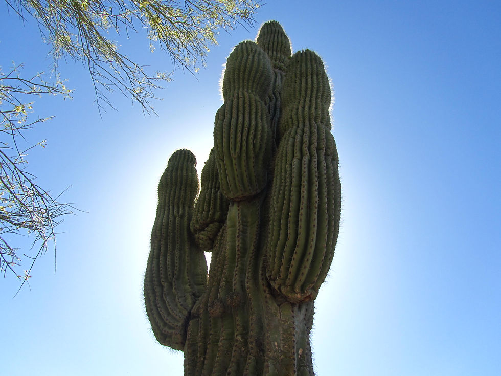 Carnegiea gigantea
