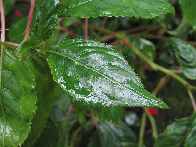 IMG_2203 (Populus tremuloides).jpg