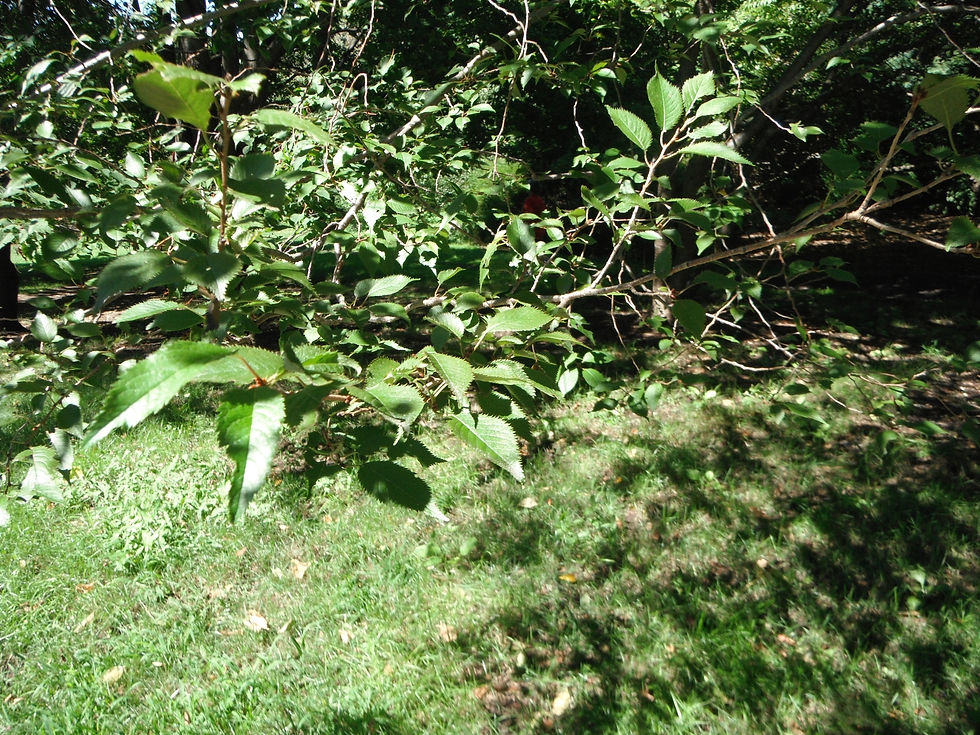 Prunus nipponica