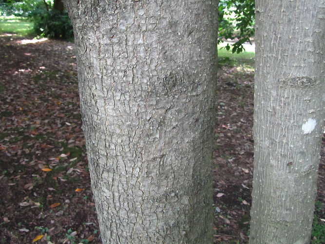 IMG_2203 (Populus tremuloides).jpg