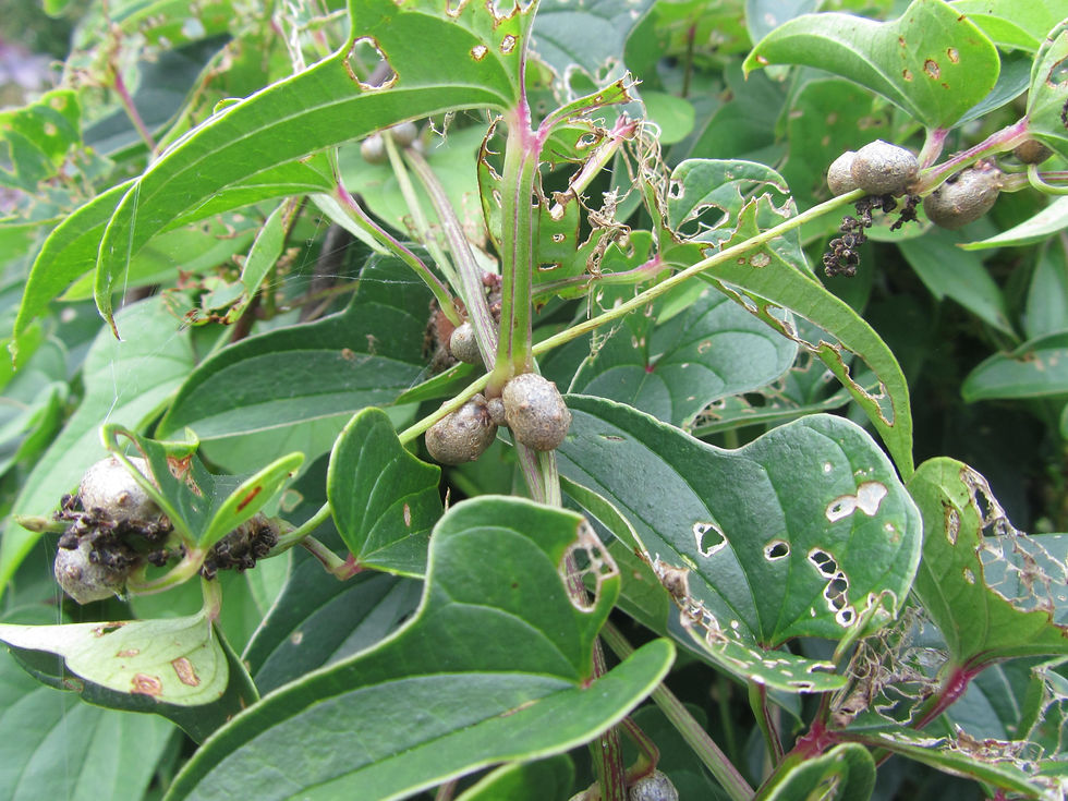 Dioscorea polystachya