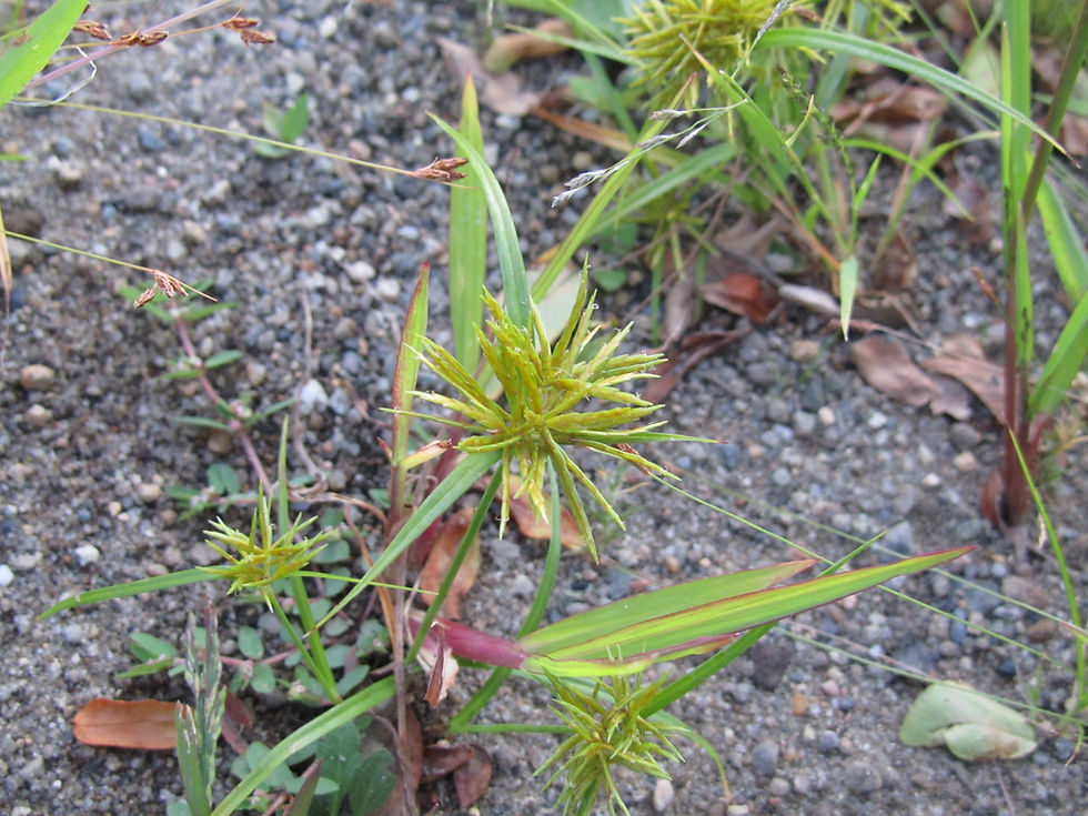 Cyperus strigosus