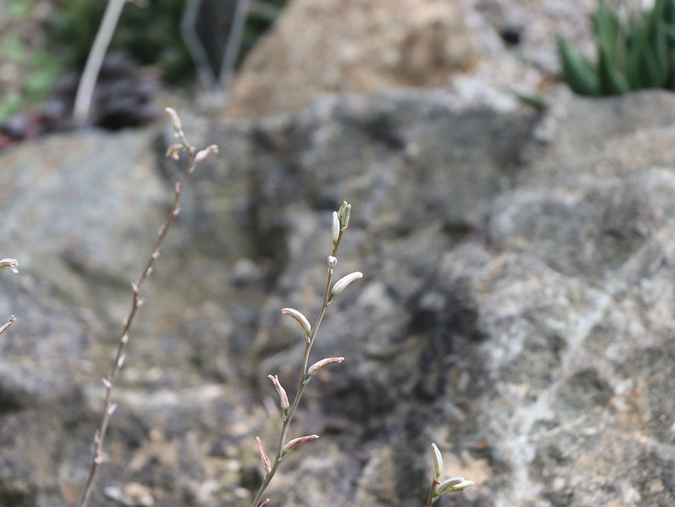 Haworthia cooperi