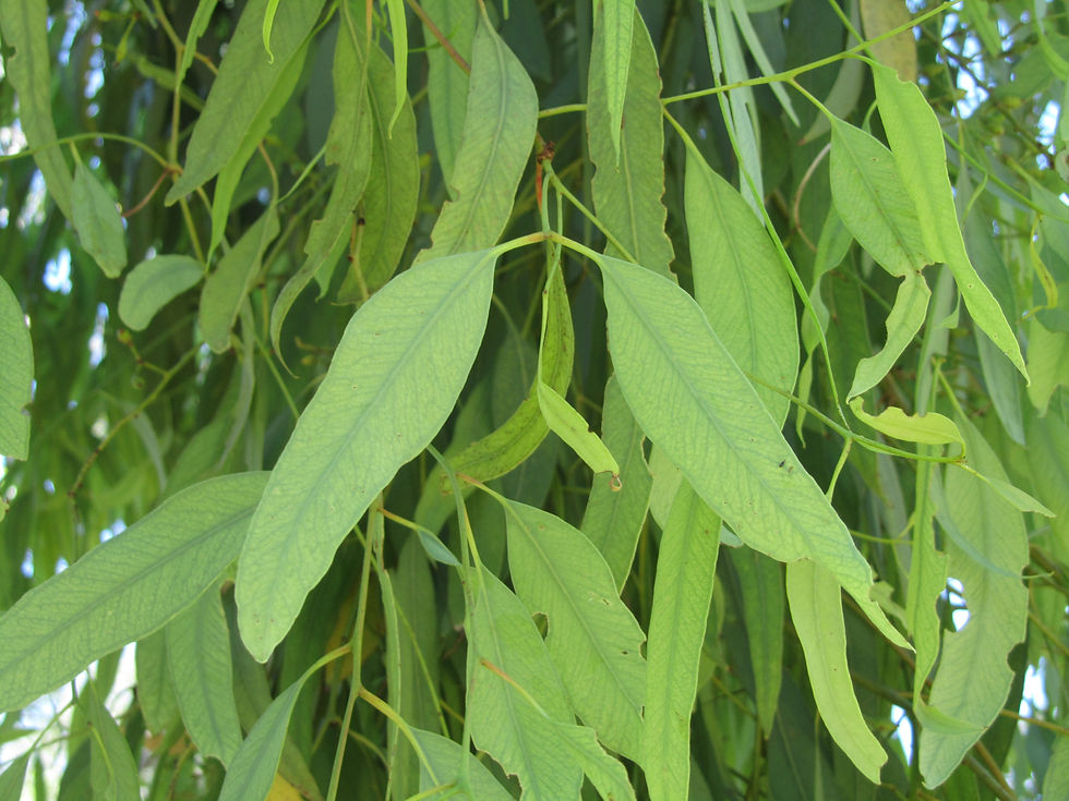 Eucalyptus drepanophylla