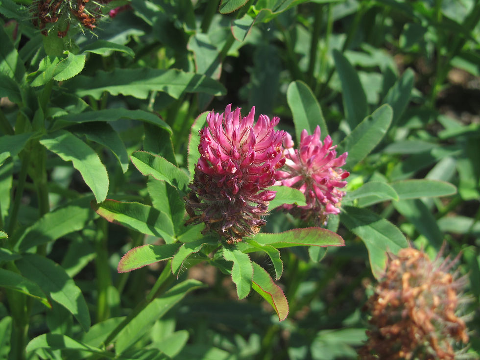 Trifolium rubens