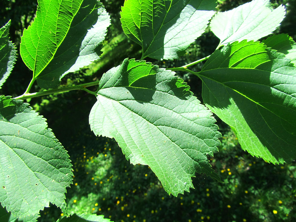 Celtis koraiensis