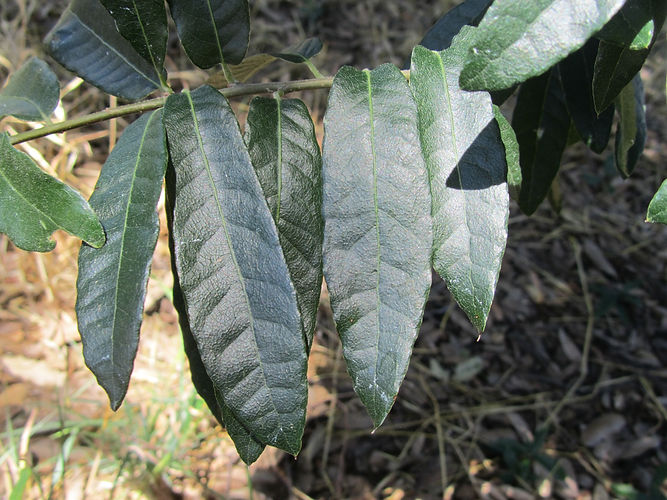 IMG_2203 (Populus tremuloides).jpg