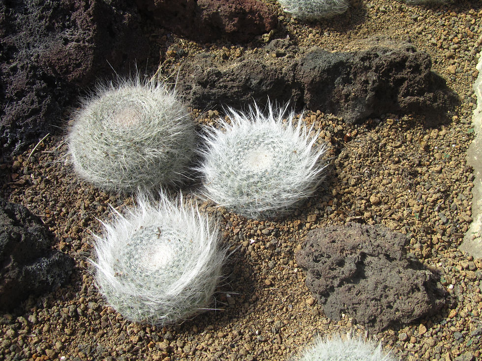 Mammillaria hahniana