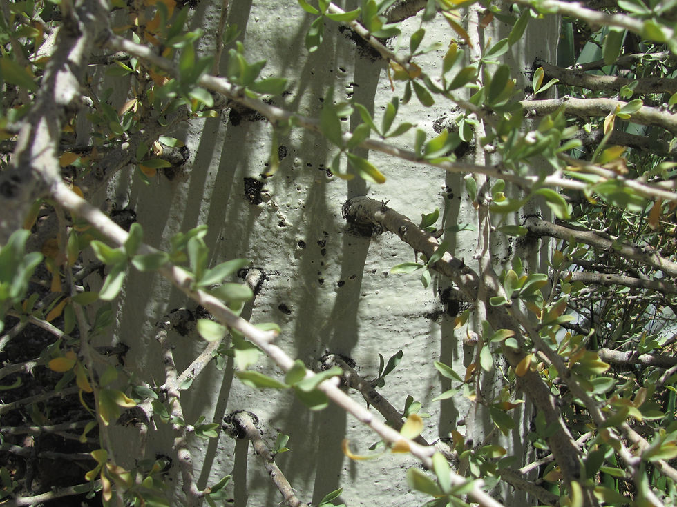 Fouquieria columnaris