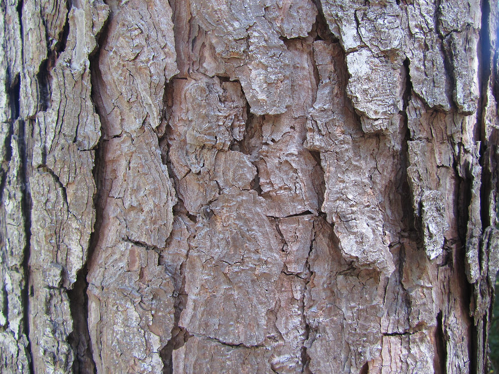 Pinus torreyana ssp. insularis