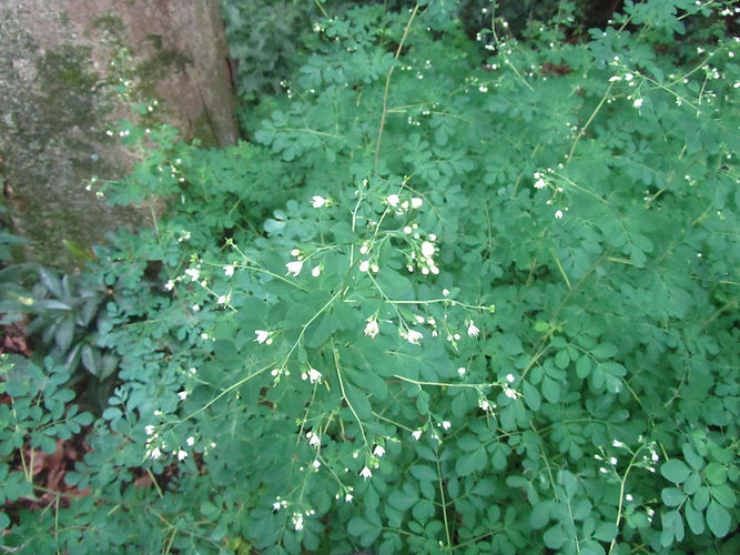IMG_2203 (Populus tremuloides).jpg