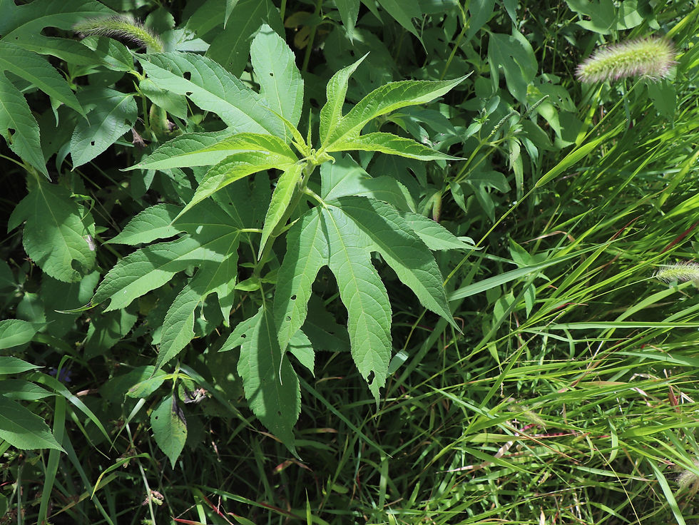 Ambrosia trifida