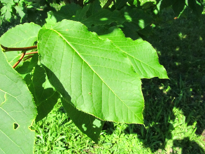 IMG_2203 (Populus tremuloides).jpg