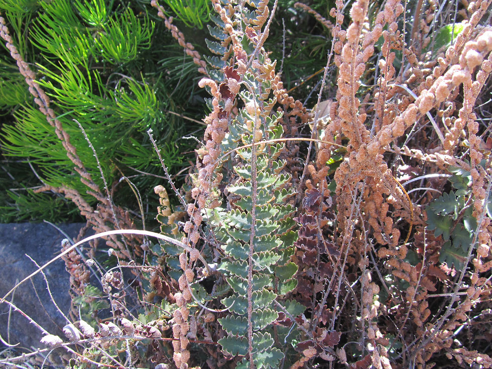 Hemionitis windhamii