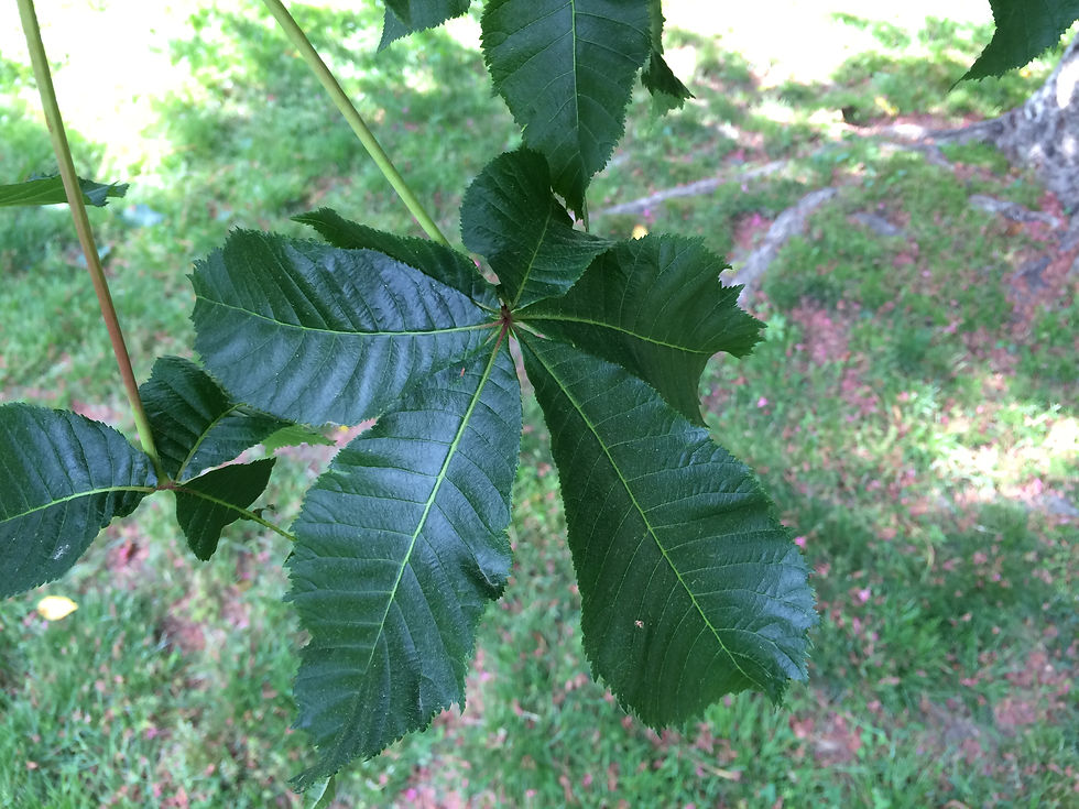 Aesculus x carnea
