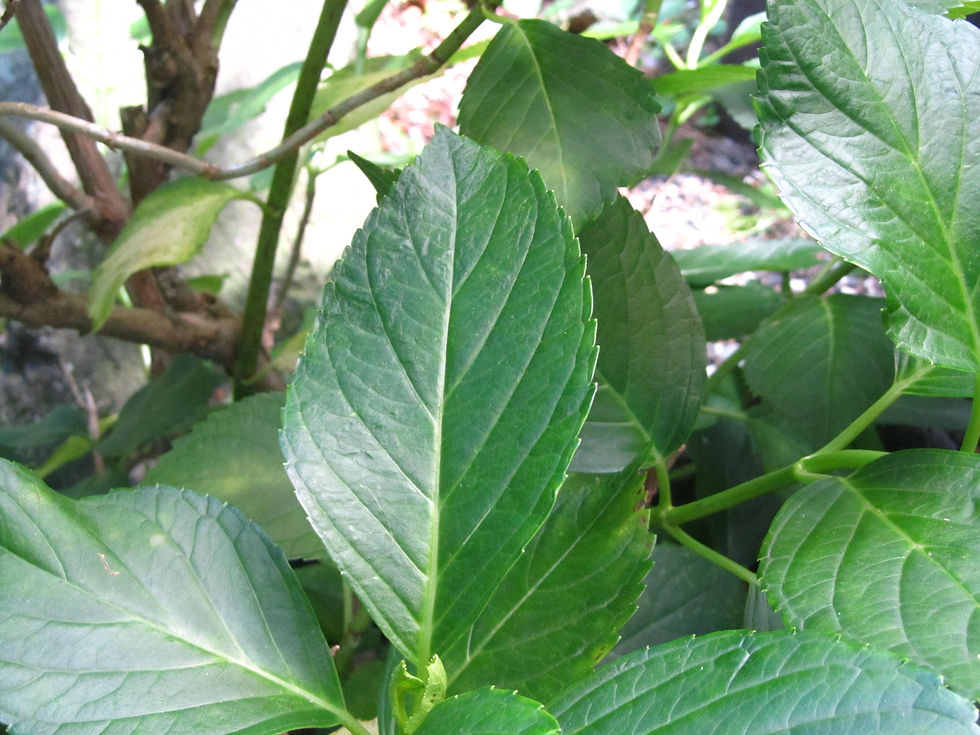 Hydrangea macrophylla