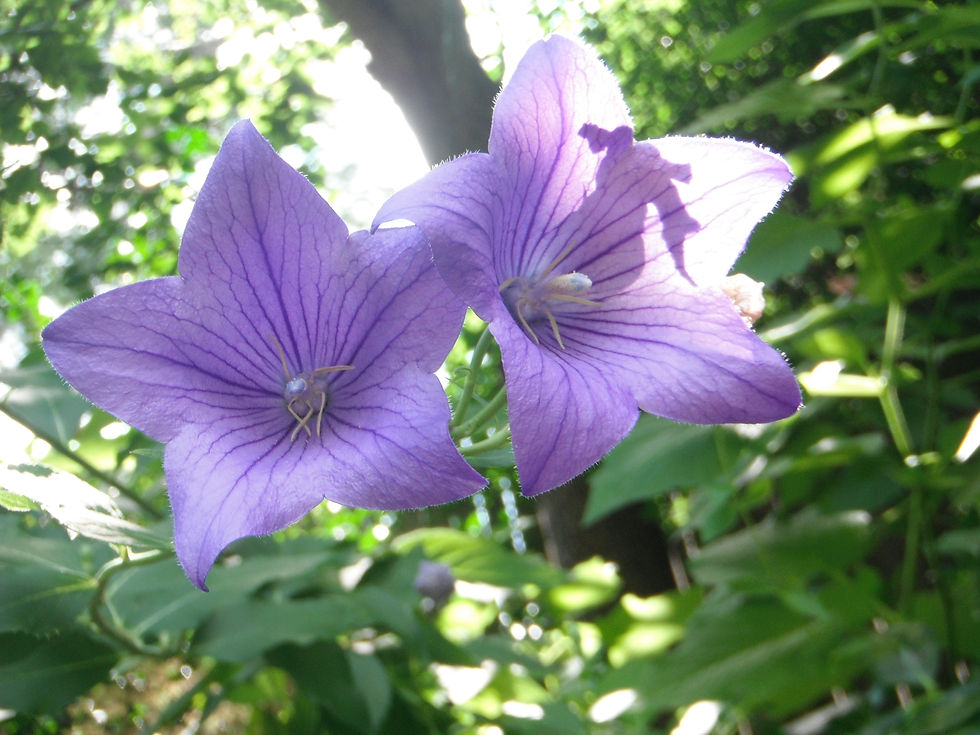 Platycodon grandiflorus