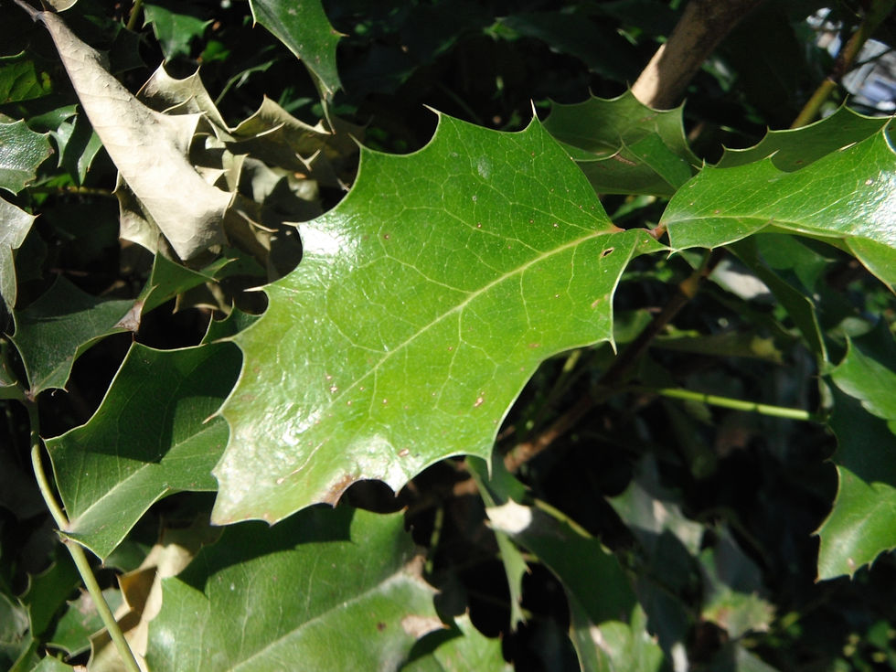 Berberis aquifolium