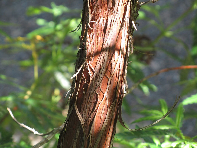 IMG_2203 (Populus tremuloides).jpg