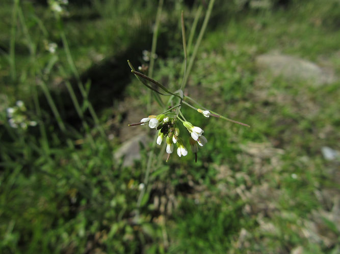 IMG_2203 (Populus tremuloides).jpg
