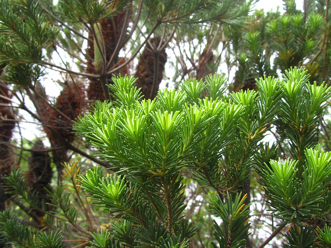 IMG_2203 (Populus tremuloides).jpg
