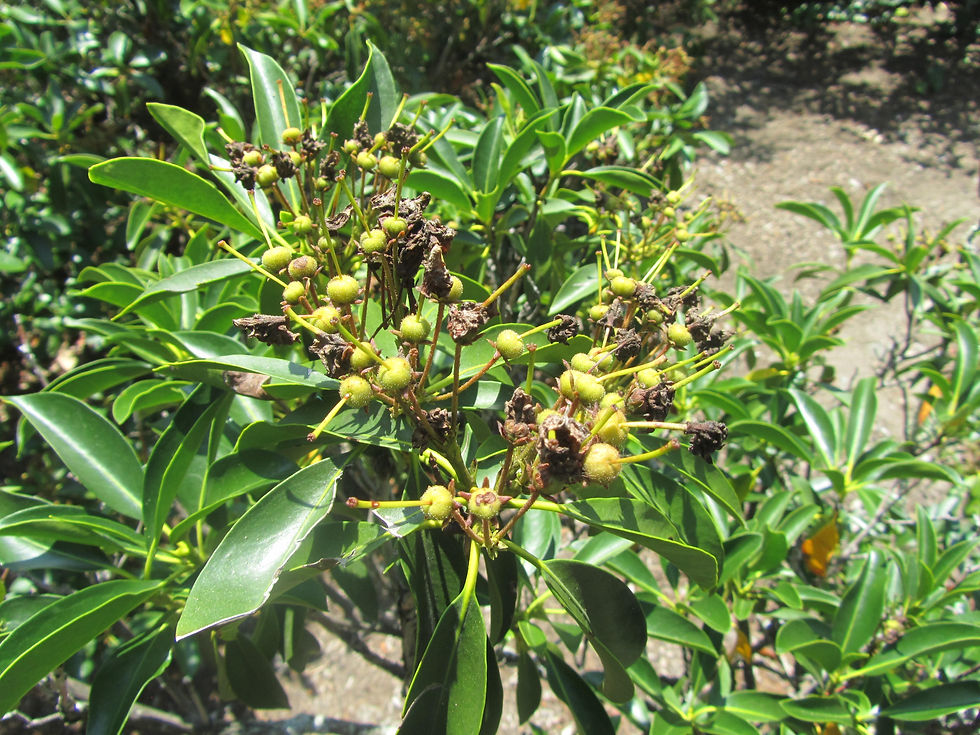 Kalmia latifolia