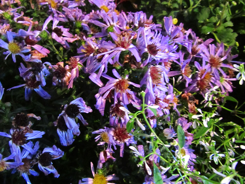 Symphyotrichum dumosum