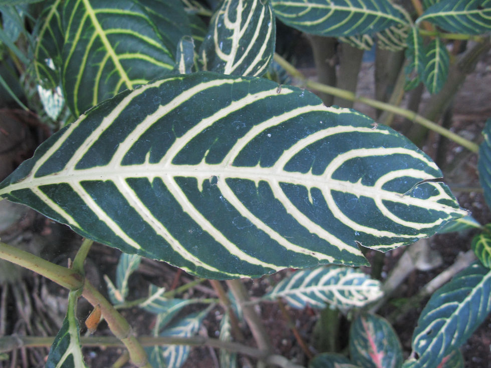 Sanchezia speciosa