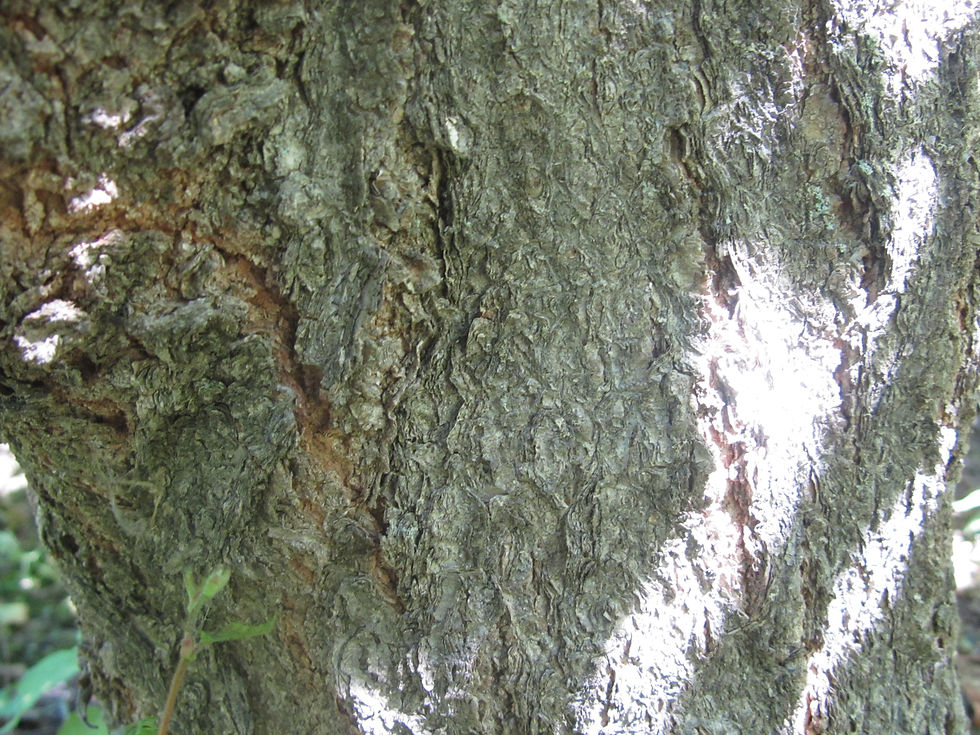 Carpinus turczaninovii