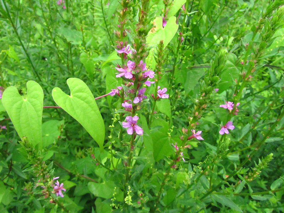 Lythrum salicaria