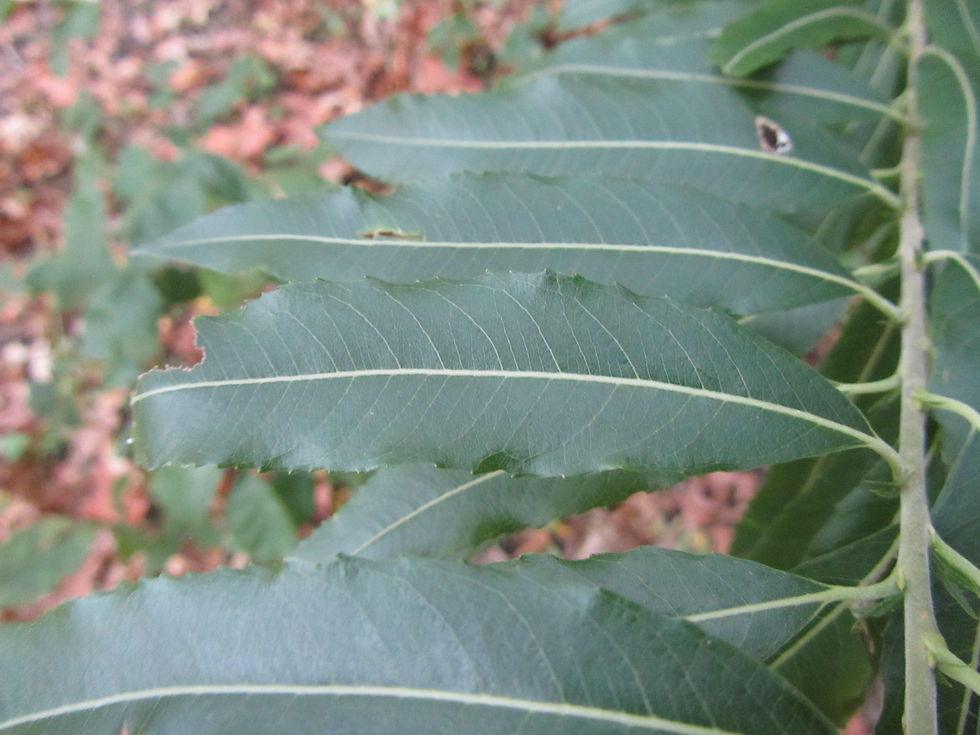 Salix gilgiana