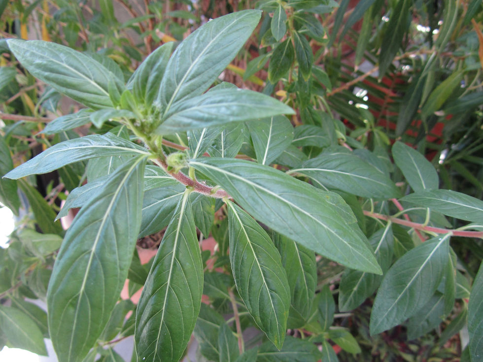 Cuphea micropetala